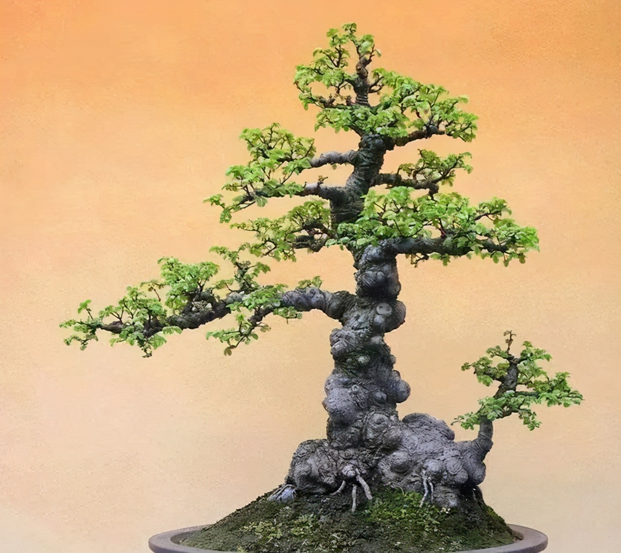 榆树盆景怎样选择树桩,榆树盆景怎样长疙瘩