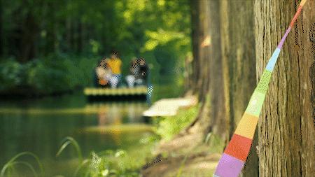 森氧之地,秋游必选!金湖万亩水上森林,真的别有趣味