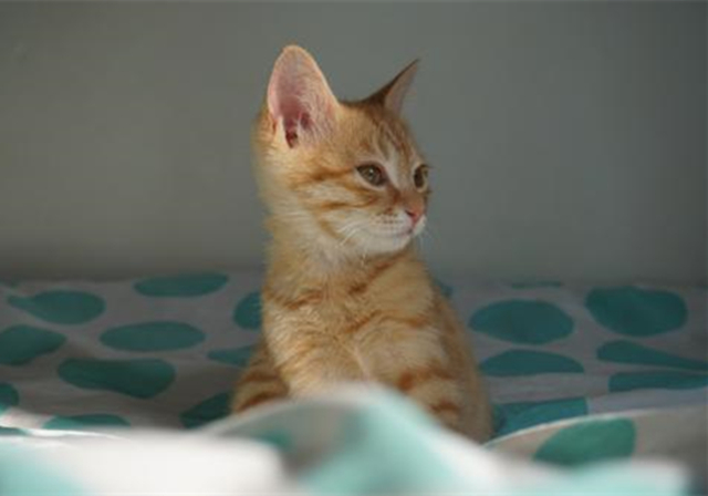 新生乳猫喂养,新生奶猫怎么照顾