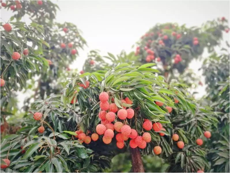 偷偷告诉你驴友们常去的从化小众特色小镇~比森林公园更美更好玩