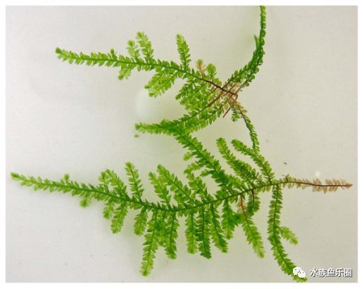 皇冠水草品种大全,亚马逊水草品种