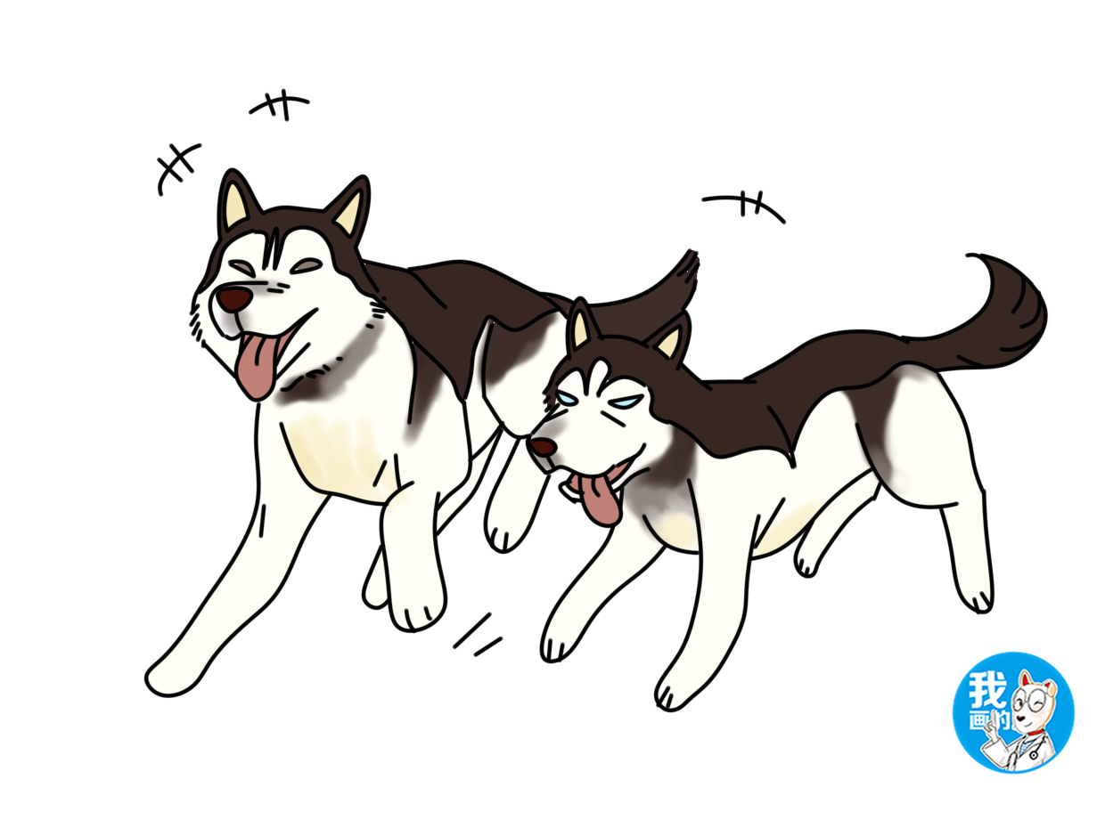 二哈的阿拉斯加,阿拉斯加的脸