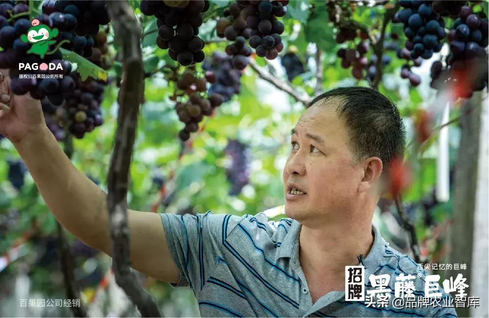 巨峰葡萄在中国的历史,巨峰葡萄谁引进