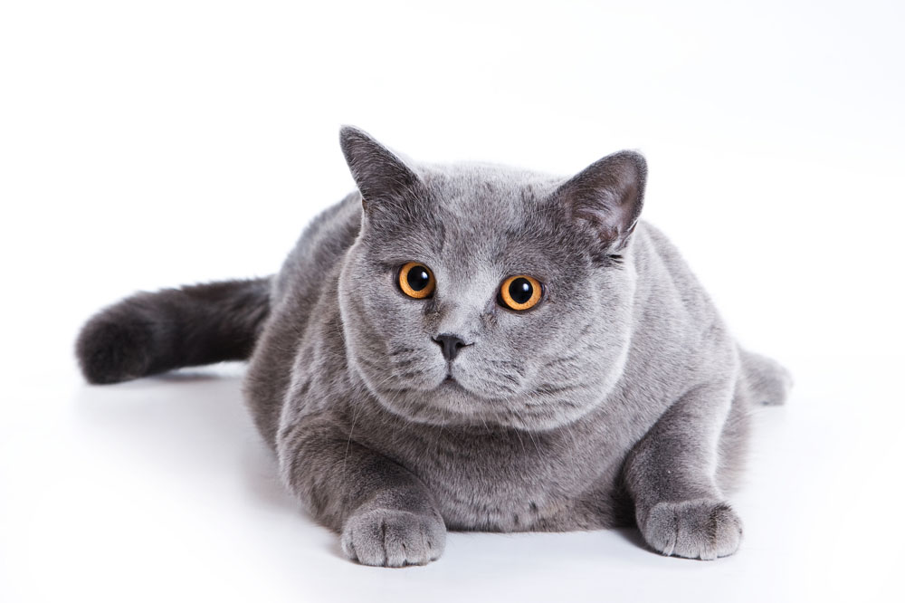 细狗撵兔子视频全过程,细狗撵兔合法吗