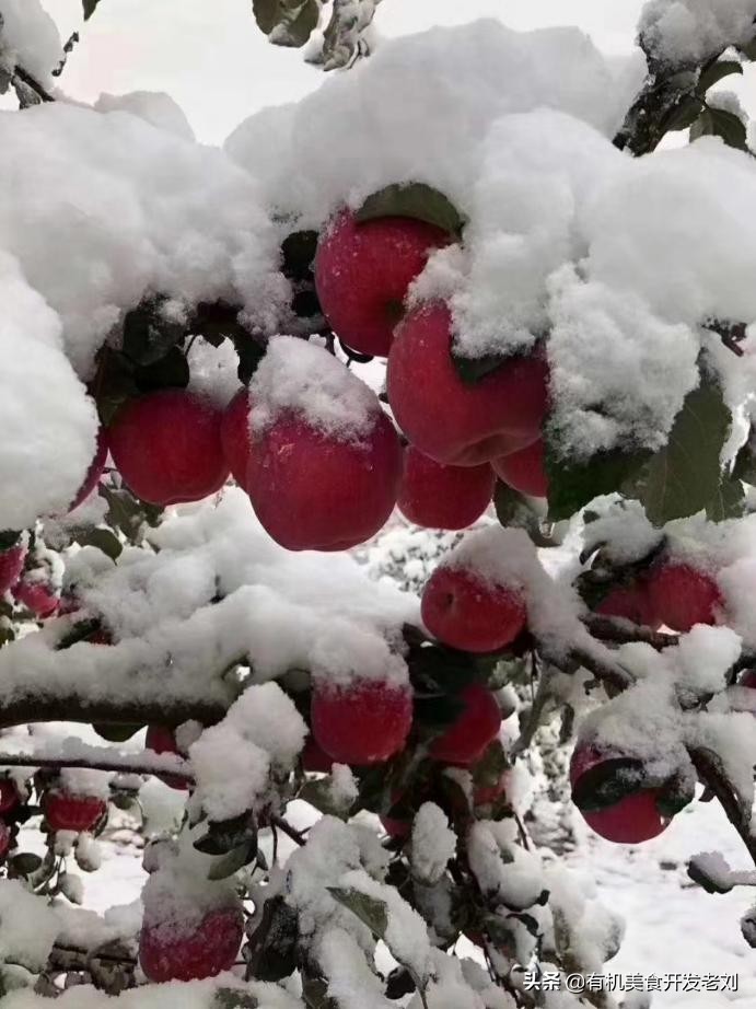 知乎有个小院，种点什么树好哪