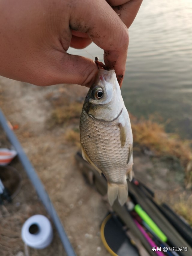 为什么大板鲫吃口很轻,大板鲫一般多少度吃口