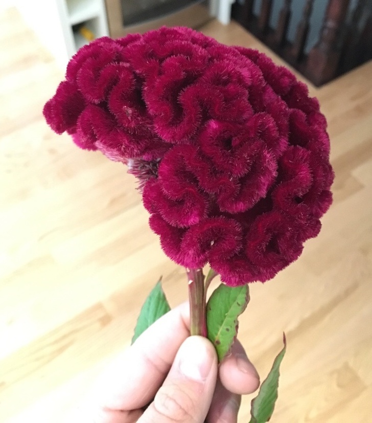 25张欺骗你眼睛的图片,100张欺骗眼睛的图片高清