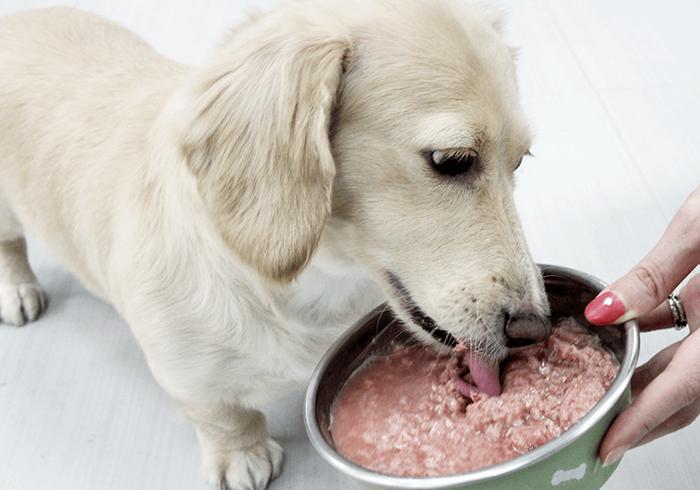 狗狗噎住了什么症状,狗狗噎着了是什么症状表现