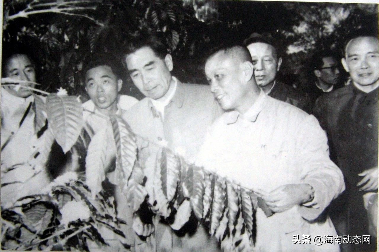 海南兴隆咖啡的特点,海南兴隆咖啡是什么咖啡豆