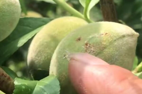 桃的果实内部有很多虫粪，多是被桃小食心虫为害了，得好好防治了