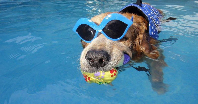 狗狗出现什么状况说明需要驱虫了,狗狗出现什么症状要注意