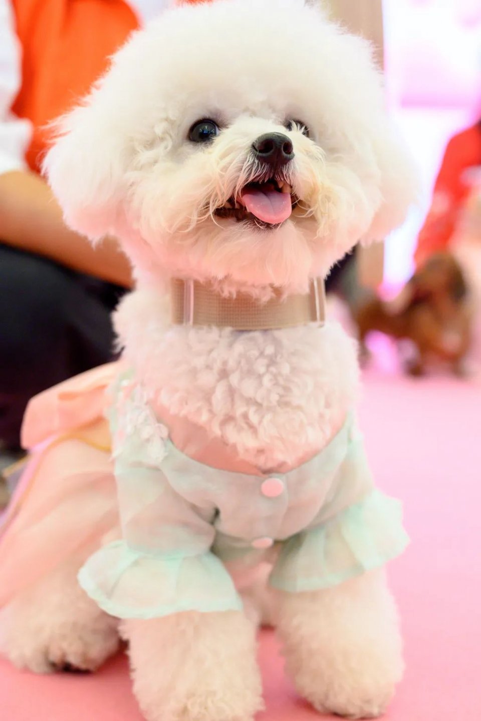 保利MALL 阿派领养日！有只萌宠在call你…