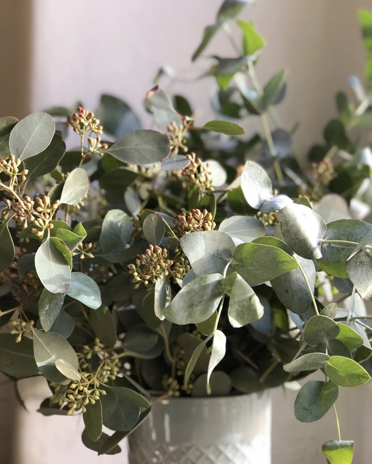 尤加利叶如何养长久,尤加利叶子怎么才会更香