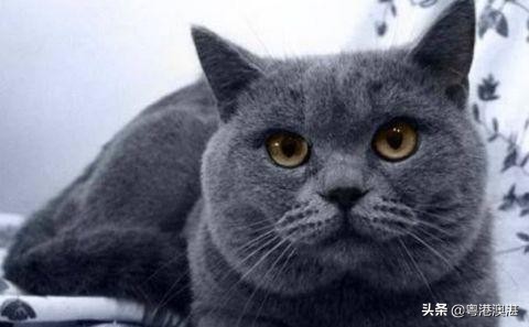 猫咪抑郁症再养一只小猫能缓解吗,怎么治愈猫咪抑郁