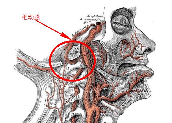 孩子o型腿是下肢没力量吗,颈椎病压迫椎动脉头晕如何缓解