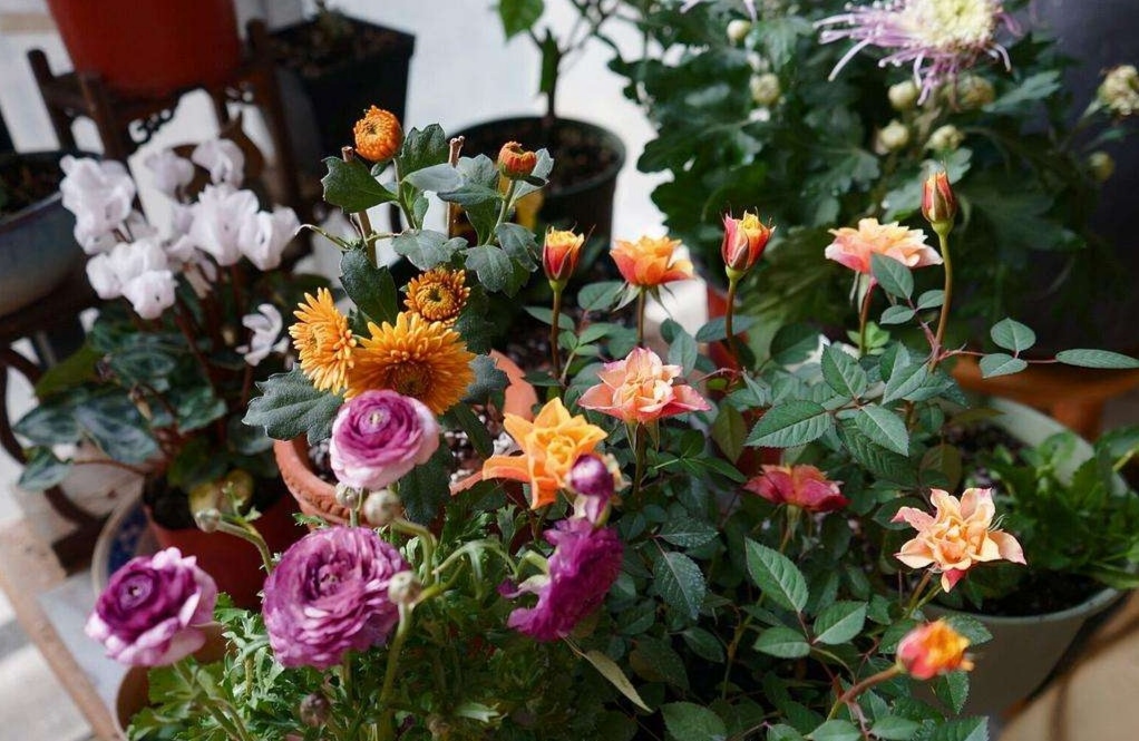 夏天闷热花卉怎么降温,夏天家里的花卉如何养护