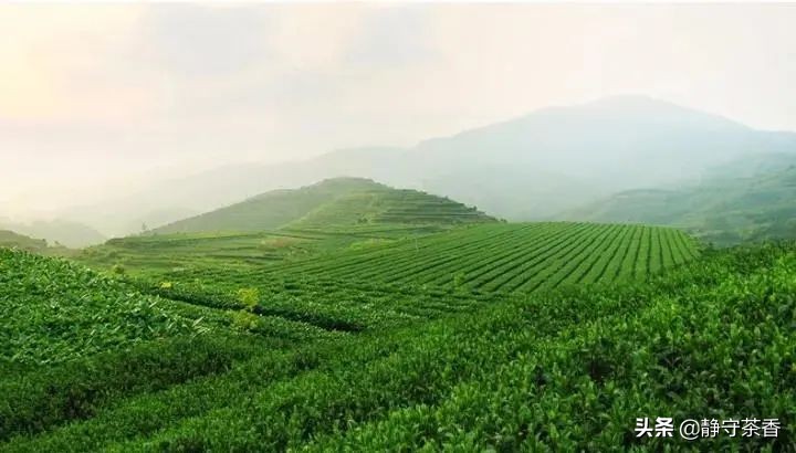 揭秘凤凰茶,凤凰茶有哪些