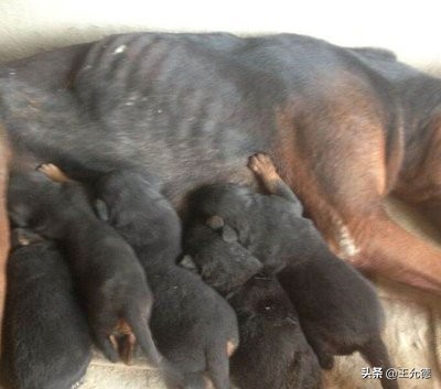 中华神犬,名犬苏联红