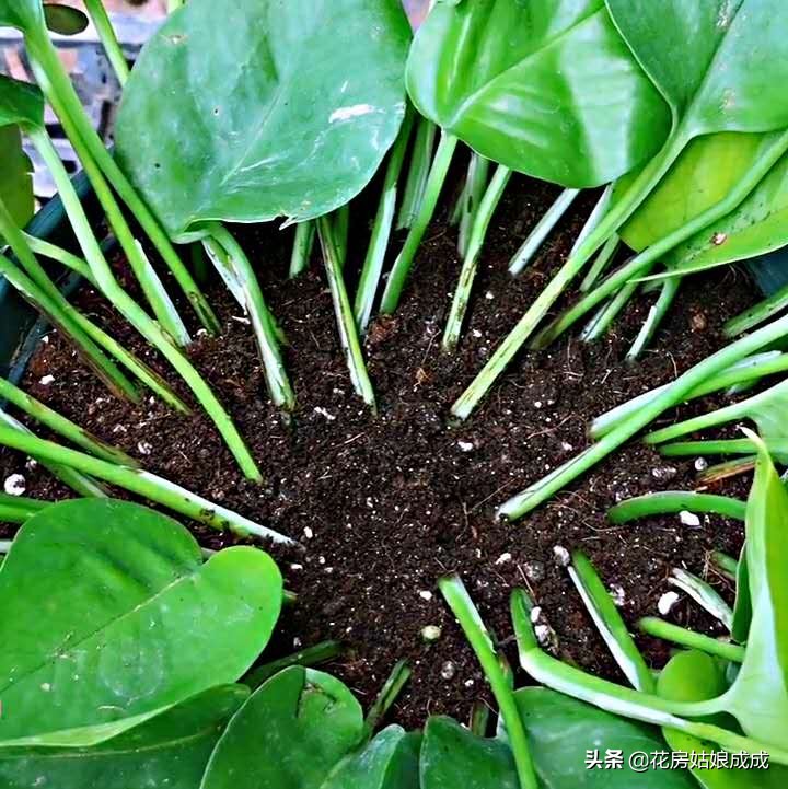 一盆快死的“绿萝”，重新让它变的枝繁叶茂，看看是怎么做到的！