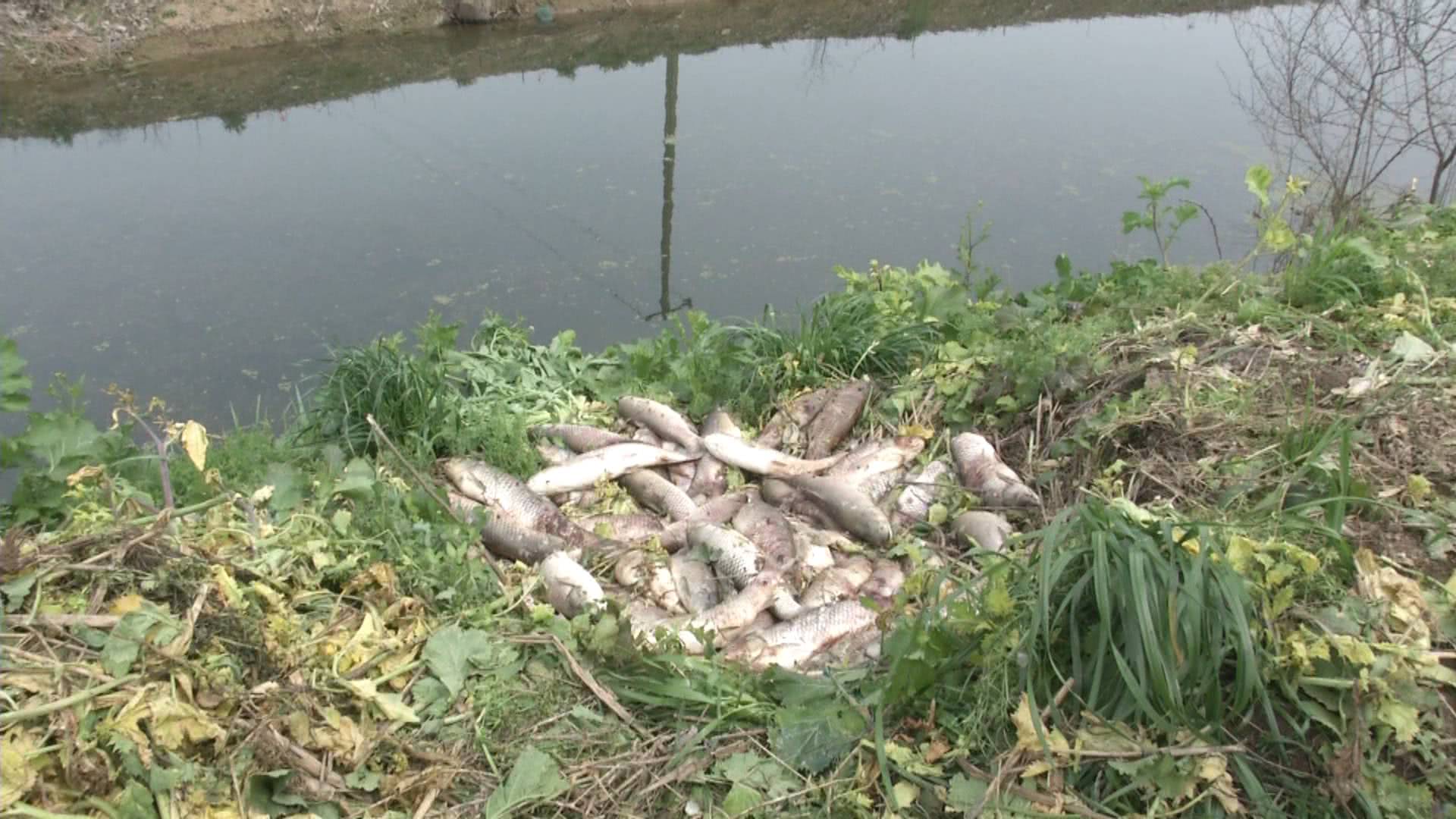 一村民30多亩的鱼塘，10多天草鱼死了1000多斤，专家说是水的原因！