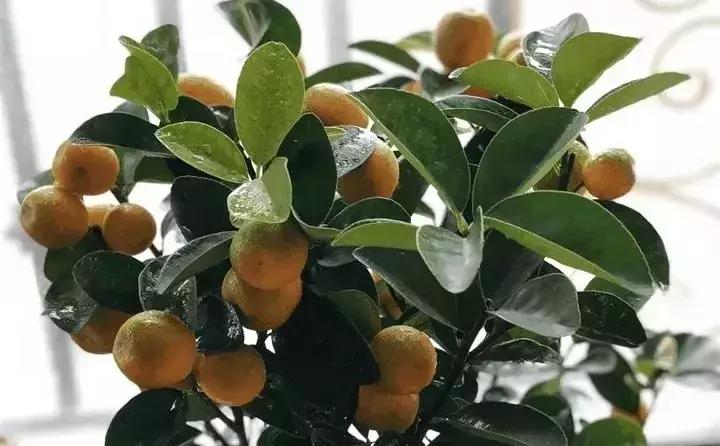 常见植物大全视频,常见的木本植物有哪些