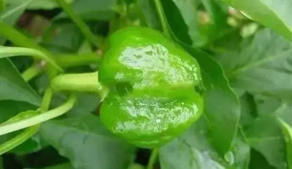 辣椒病害怎么治,吡唑醚菌酯能防治辣椒的哪些病害