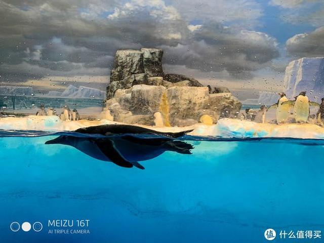 日本pitta口罩,日本买口罩用什么软件