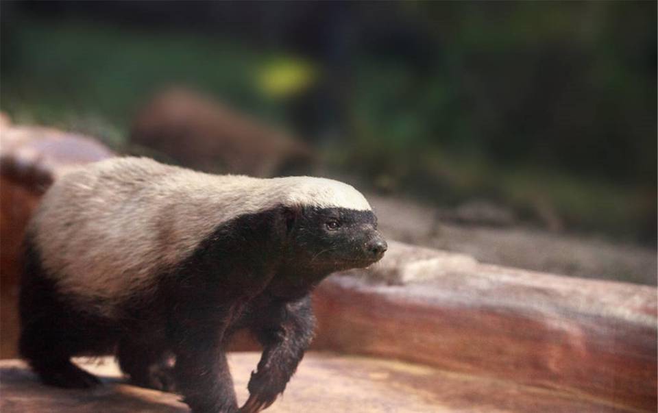 体格娇小的“平头哥”蜜獾，为什么能在非洲草原上横行霸道？