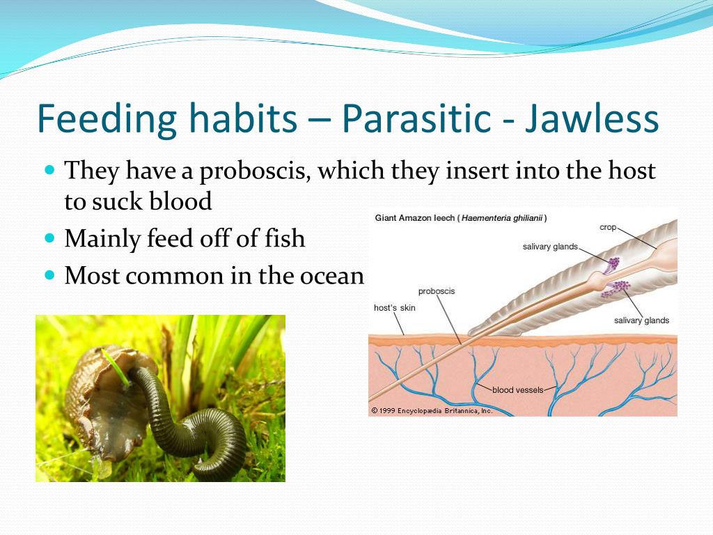 水蛭吃进肚子里能活吗,水蛭在牛肚子里能存活吗