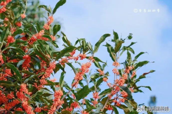 湖光秋月两相和古诗,湖光秋月两相和的诗意