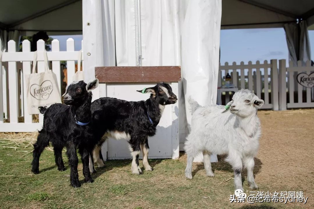 可瑞康奶粉澳洲价格,可瑞康代购奶粉澳洲