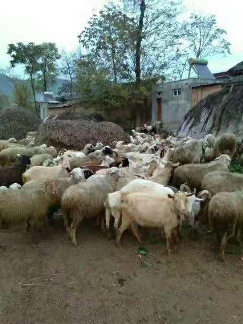 清水县特色美食,清水县美食攻略