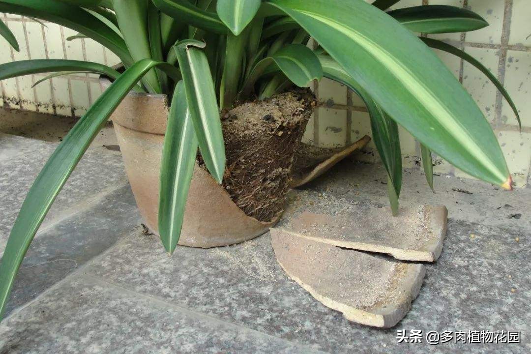 在家养花浇什么水土壤不板结,用什么肥养花才能使土壤不板结