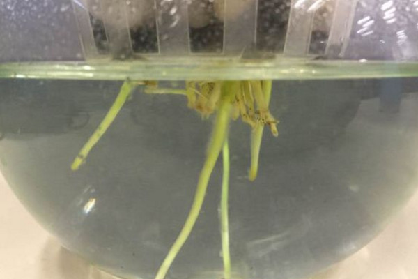 水培春羽很简单,做好下面这几步,不怕养不活!