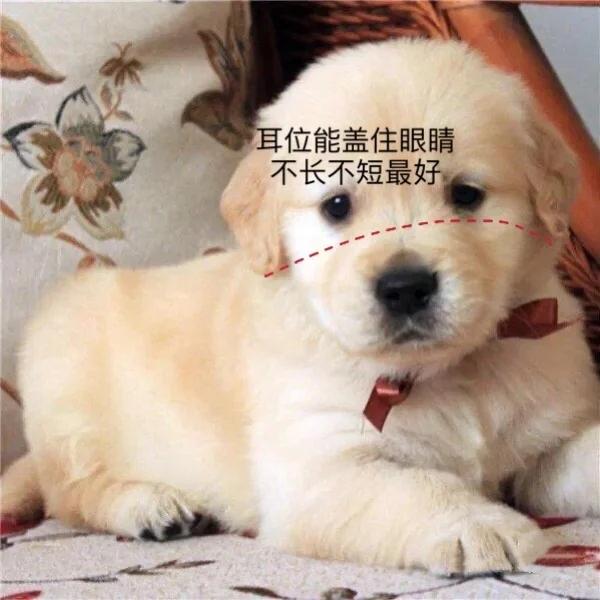 挑选金毛幼犬品相,一个月红毛金毛品相怎么看