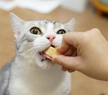 养猫攻略16件养猫好物推荐,养猫必备攻略