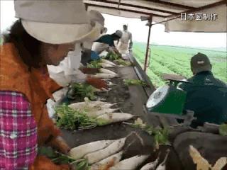 日本农业微型机器,日本农业机械基础