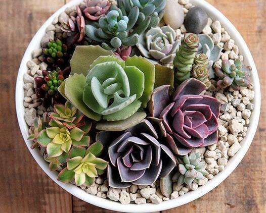 多肉植物有毒如何发现,多肉植物是否有毒