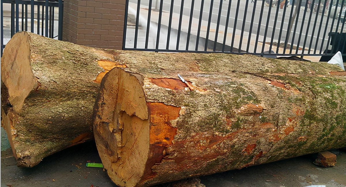 常见木材的种类简介及图片,常见木材的种类档次