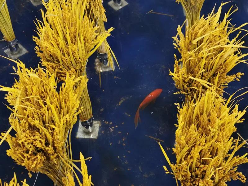 合肥农交会2023,合肥农交会的东西怎么样