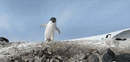 企鹅到底算不算鹅呢,企鹅是一群好的鹅吗