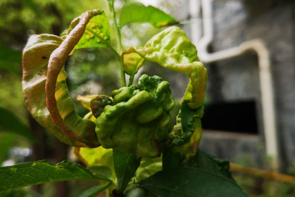 春雷喹啉铜可以治疗桃树缩叶病吗,辛菌胺醋酸盐对桃树缩叶病有效吗