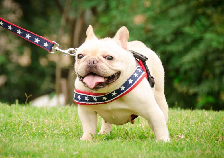 性格好的狗狗排行榜,公认脾气最好的六只狗狗