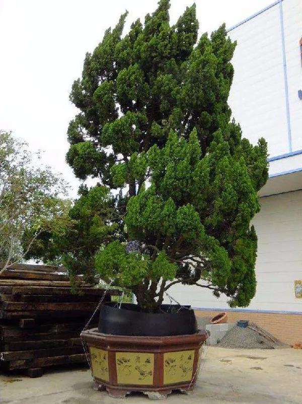 苗木造型树行情,造型树精品苗木