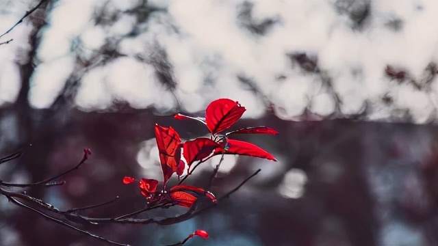 南华大学临床硕博连读,南华大学推免博士研究生