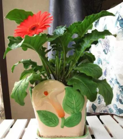 养花烂根黄叶用什么药,养花烂根最常见