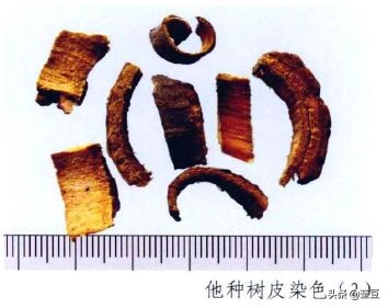 黄柏与关黄柏性状鉴别表格,中草药关黄柏与黄柏的区别