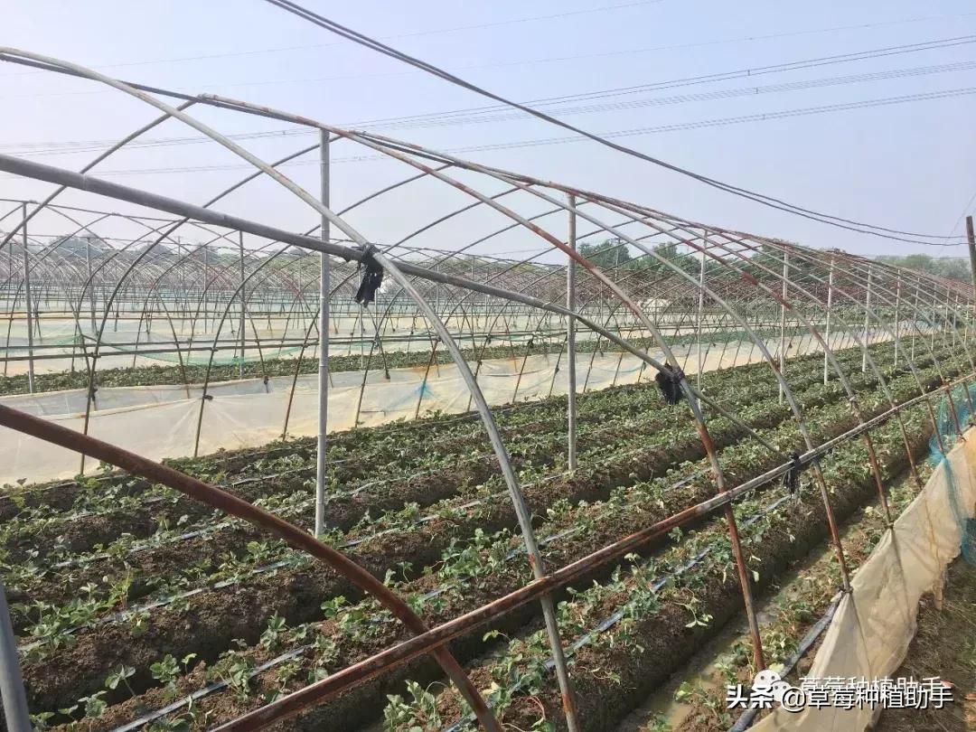 这个季节草莓怎么养护,3月草莓如何增甜