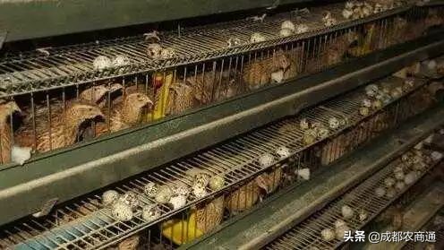 鹌鹑养殖技巧和注意事项,鹌鹑养殖方法视频