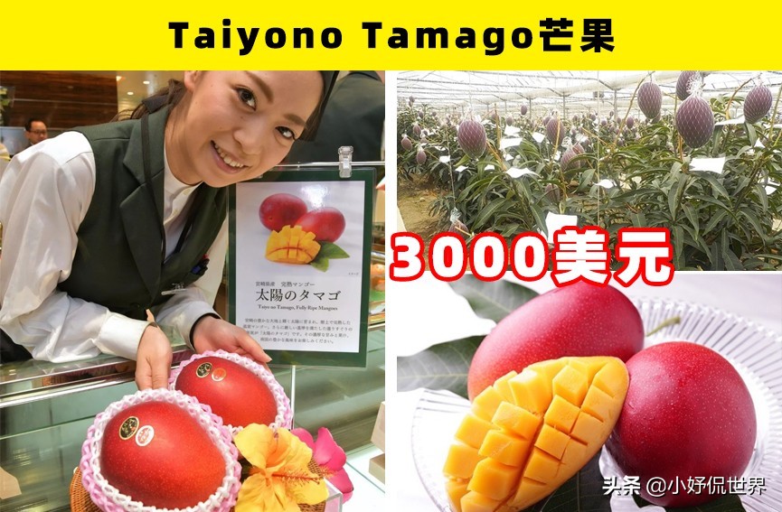 通常只有土豪才买得起的9种昂贵的水果